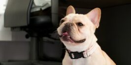 bulldog sitting on papers as a man works at desk behind him